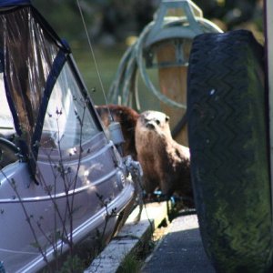 Media 'otter' in album 'Tom\'s 20lbs King'