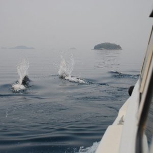 Porpoises