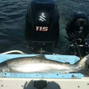 Media 'Original fish tray build by Mike with tyboo' in album 'IMG 20170220 134449119 HDR'