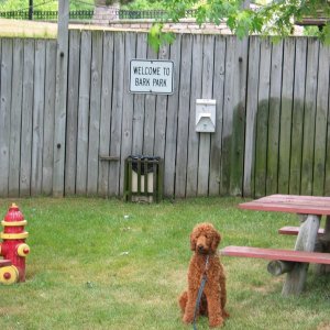 Bark Park.  First mate Gordie at his favorite spot in Manistee, MI.