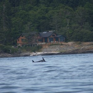 Found the Orca on my solo trip out in Haro straits