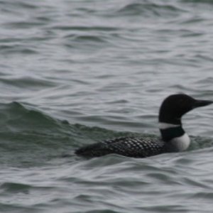 loon