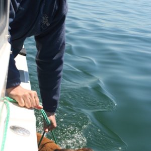 success with a rope under its belly