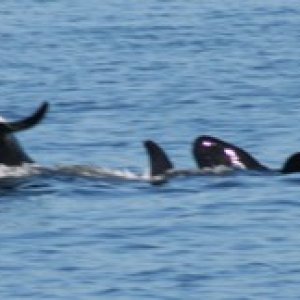 mother orca tail slap