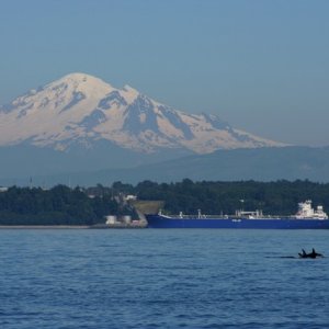 orca