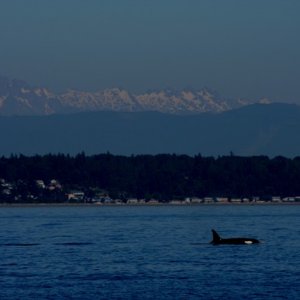 orca06