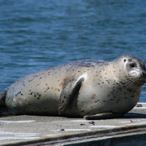 seals on the pier at Semiahmoo