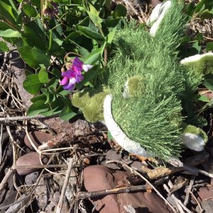 Media 'Lil'Brat's favorite flower' in album 'Lil'Brat's favorite flower'
