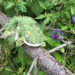 Media 'Lil' Brat finds Isle Royal's most wanted invasive flower.
The Knotweed' in album 'Lil'Brat's favorite flower'