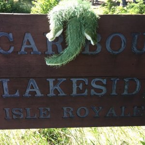 In a hurry at Caribou Island