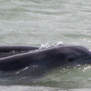 dolphins alongside the boat
