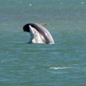 Dolphins playing