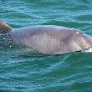 Media 'Right next to the boat' in album 'dolphins alongside the boat'