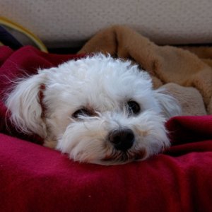 Media 'Chester-Laxing-' in album 'Napping on the hook'