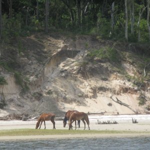 IMG 0416  Wild Ponies on the beach at low tide to eat exposed sea grasses on Cumberland Is.