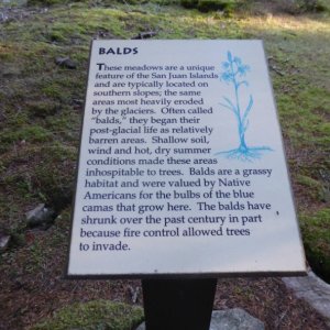 Balds