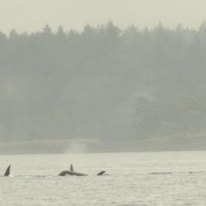 Orca 1