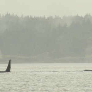 Orca 2