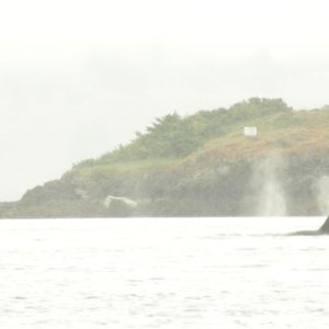 Orca 4