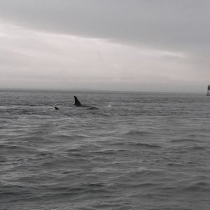 Media 'Orca 5' in album 'Bro Watching'