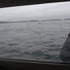 Media 'Orca 6' in album 'Bro Watching'