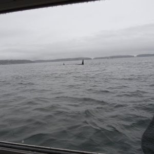 Media 'Orca 7' in album 'Bro Watching'