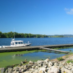 Media 'Courtesy dock at Fountain City, duckweed was prevalent this time of year.' in album 'Minnie Swann and Not For Hire on St. Croix River'