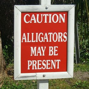 For the tourists,,,should read alligators ARE present!