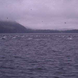 hundreds of dolphins around us
