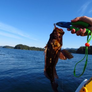 lots of rockfish