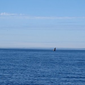 IMG 1179