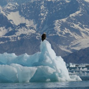 Eagle guarding Columbia Bay