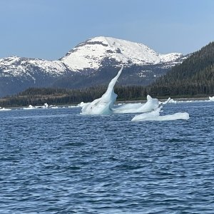 Media 'Icebergs Columbia Bay' in album 'Unakwik Inlet'