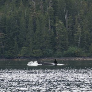 Media 'Orca in Eaglek Bay' in album 'Unakwik Inlet'