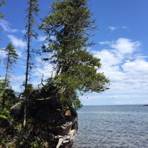 Trees hang on for dear life on the rocky shore