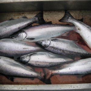 Silvers