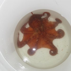 PWS 5-15-11 011