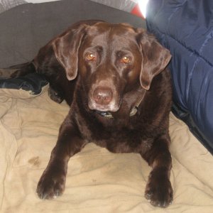 Abby 10 years young