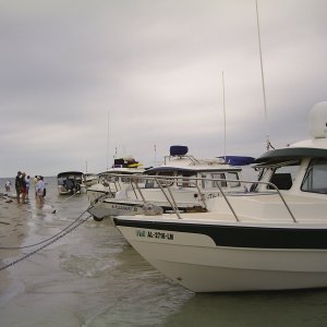 beached c-brats