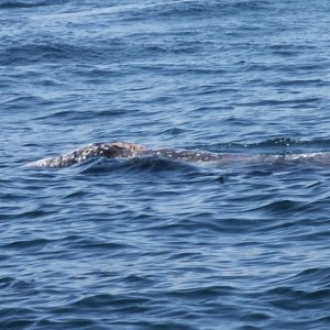 (Da Nag) Near whale encounter near Neah Bay