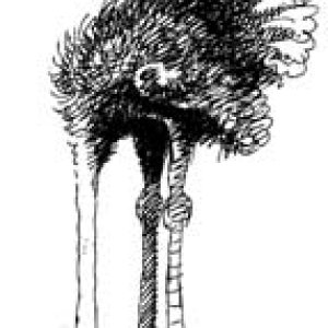 Ostrich