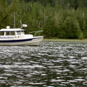 two bears off the bow black bay