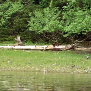 yoogie bear looking with head resting on log.  Saved two couples in kayaks from this bear