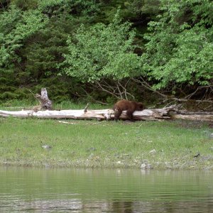 taking a nap on log