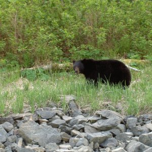 black bear in dundas bay, glacier bay national park
