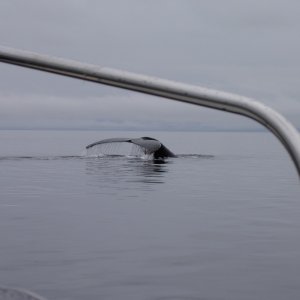 framing a whales tail in fredrick sound