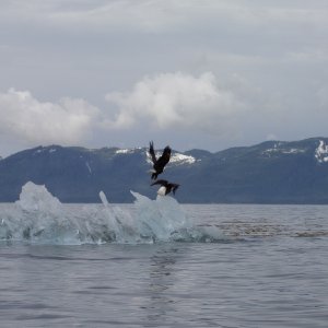 eagles and ice in stephens passage