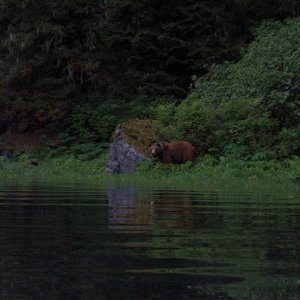 to bad it was almost dark this bear deserved his photoshoot