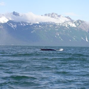 whale in the lynn canal