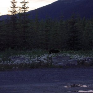 bear where we turned in for night on cassier hwy